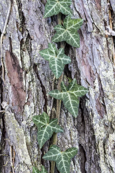 Green Climbering Plant on the Tree Bark