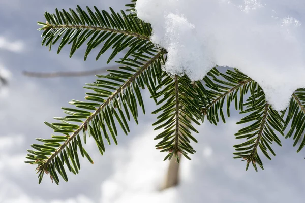 Árbol de pino cubierto con nieve cerca. Fondo de invierno . —  Fotos de Stock