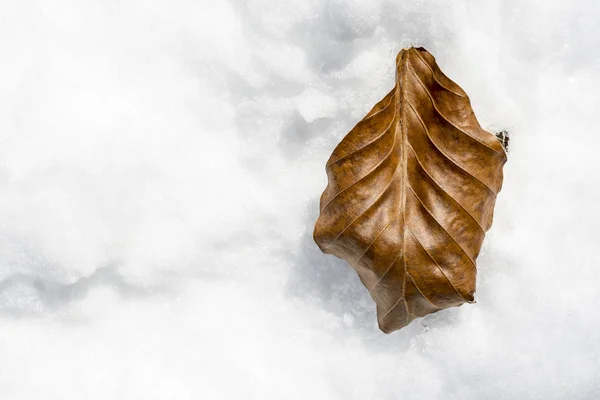 Hoja de textura fina marrón sobre fondo blanco de nieve — Foto de Stock