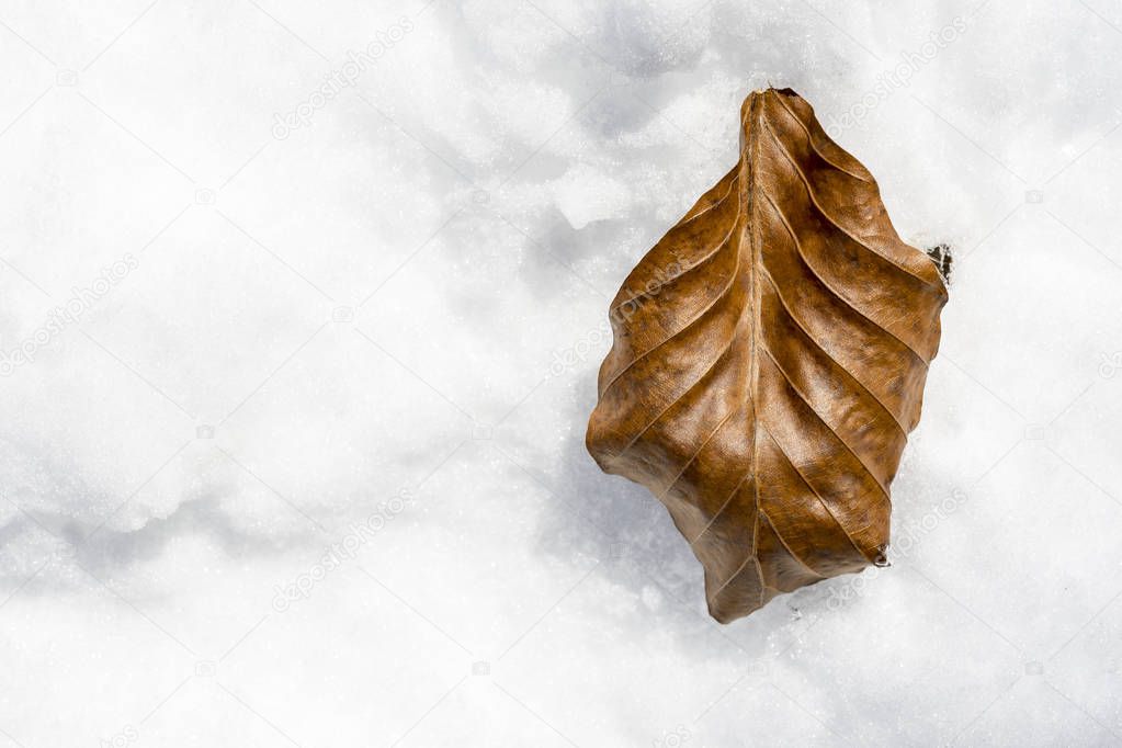 Brown Fine Texture Leaf on White Snow Background