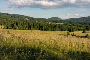 Orman Ağaçları Manzarası ve Mavi Bulutlu Yeşil Çayır