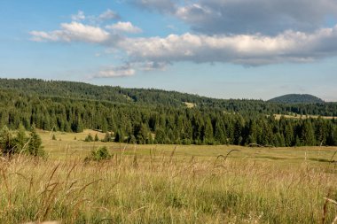 Orman Ağaçları Manzarası ve Mavi Bulutlu Yeşil Çayır