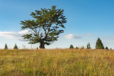 Orman Ağaçları Manzarası ve Mavi Bulutlu Yeşil Çayır