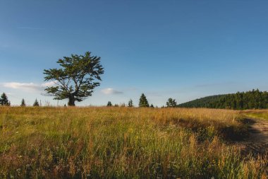 Orman Ağaçları Manzarası ve Mavi Bulutlu Yeşil Çayır