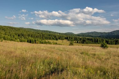 Orman Ağaçları Manzarası ve Mavi Bulutlu Yeşil Çayır