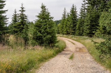 Çam Ağaçları Ormanı ve Yeşil Çayır. Tara Ulusal Parkı.
