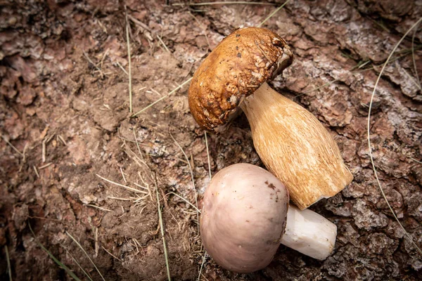 Wilde paddenstoelen op ruwe boomschors achtergrond. Natuur en gezond voedselconcept. — Stockfoto