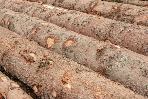 松の木を伐採した。森林破壊環境被害。自然破壊. — ストック写真