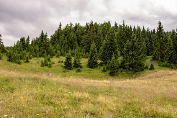 Green Meadow and Pine Trees Forest Landscape. Parque Nacional Tara . Fotos De Stock