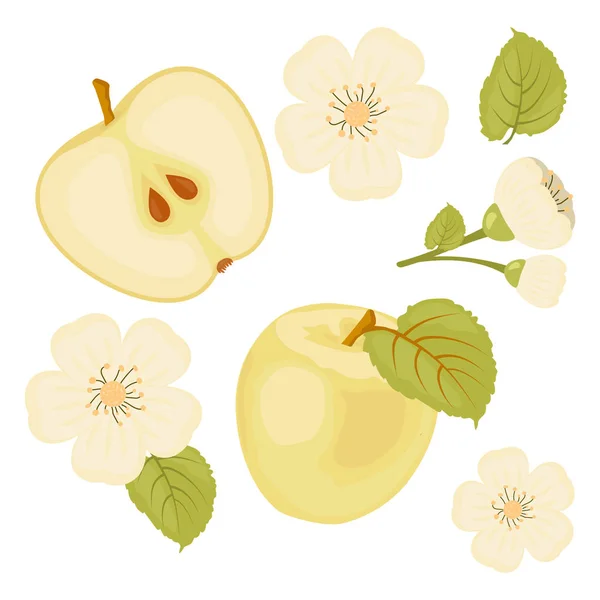 Pomme. Un ensemble d'éléments.Une tranche de pomme. Une fleur. Fond blanc isolé. Illustration vectorielle . — Image vectorielle