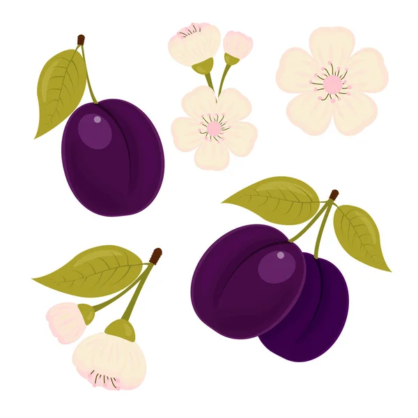 Ripe drained. A set of elements. The plum flower. Isolated white background. Stock vector. — Stock Vector