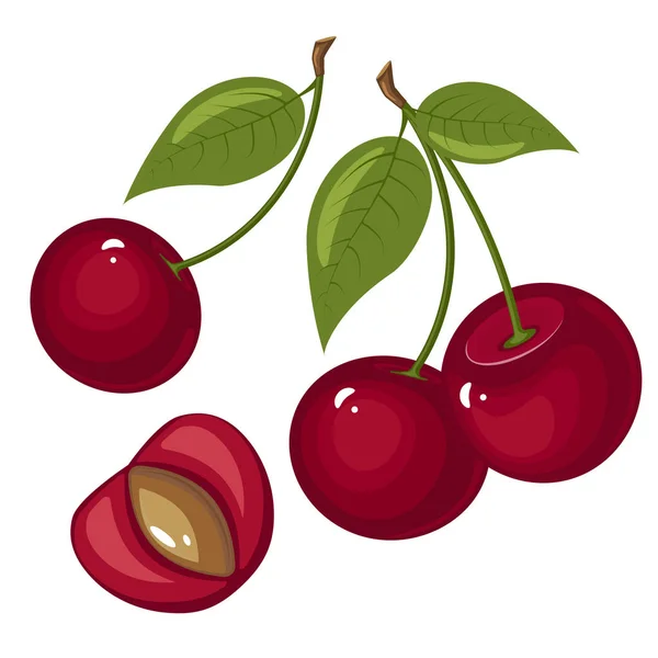 Illustration von reifen Kirschen auf weißem Hintergrund. Beeren mit Stielen und grünen Blättern. — Stockvektor