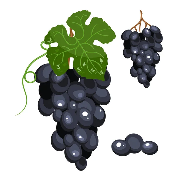 Druiven gestileerde geïsoleerde illustratie, heldere cartoon kleur. — Stockvector