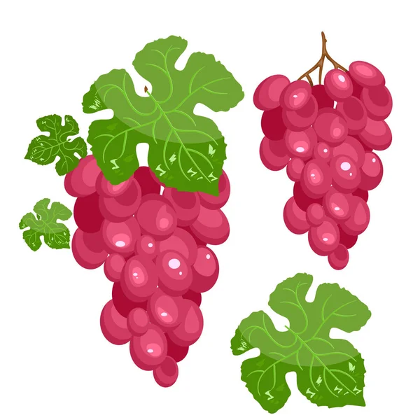 Luminoso set vettoriale di metà colorata, fetta e tutta l'uva succo. Fresco bacca del fumetto isolato su sfondo bianco . — Vettoriale Stock