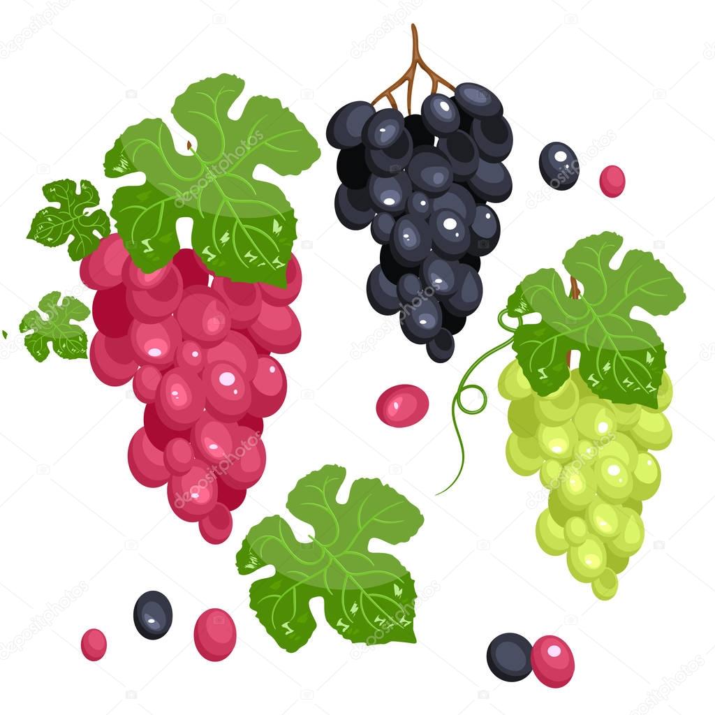Photo realistic grape set. Full editable, isolated on white. Green grape, red grape, black grape. Stock vector.