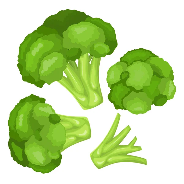Vitaminas y minerales de la cabeza de la flor de brócoli. Infografías sobre los nutrientes en la col de brócoli . — Vector de stock