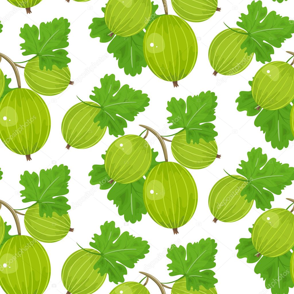 Gooseberry vector illustration. Fruit illustration. Indian gooseberry,