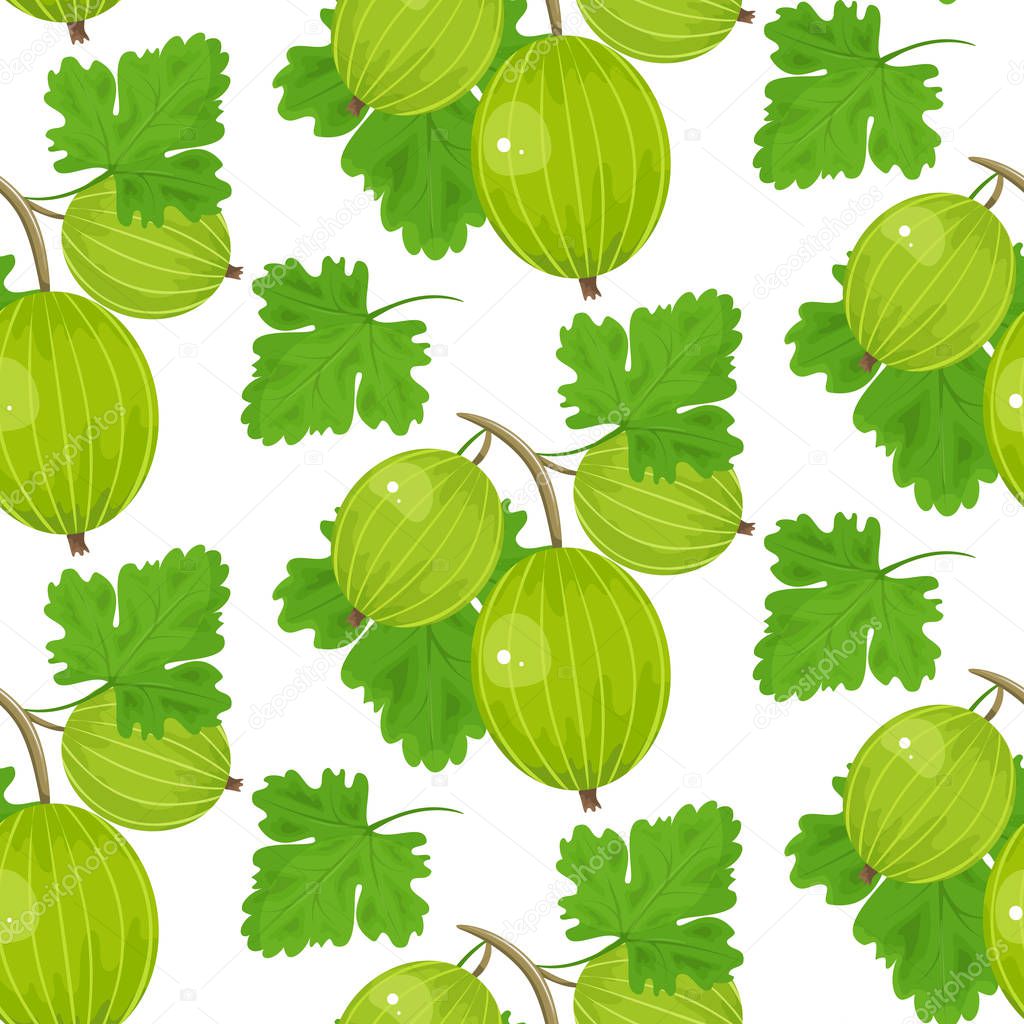 Gooseberry vector illustration. Fruit illustration. Indian gooseberry,