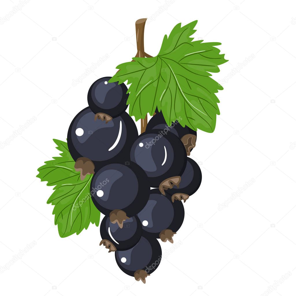 Vector Black Currant Colorful Illustration Isolated on Light Background.