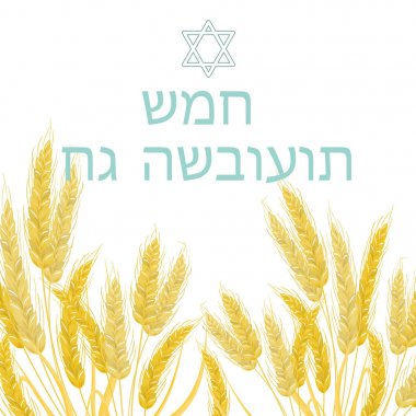 Shavuot, buğday kulakları çerçeveyi, peynir tebrik yazıt - mutlu Shavuot Yahudi tatil