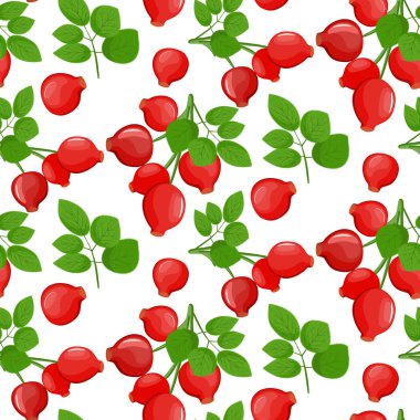 Bir dalı ile kırmızı olgunlaşmış köpek gül yaprakları, Rosa canina meyve - izole çizim için, renkli, simgesi