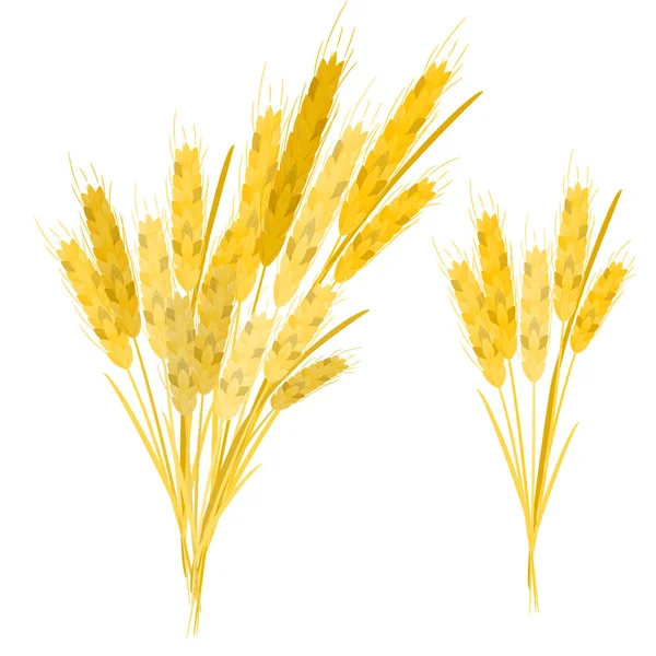 Orelha realista de trigo no fundo branco. Conjunto de vetores . — Vetor de Stock