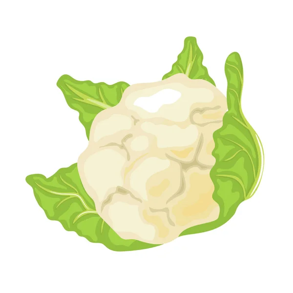 Chou-fleur isolé sur fond blanc. icône alimentaire . — Image vectorielle