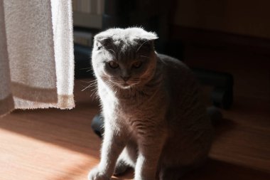 Arka aydınlatmalı kabarık kedi