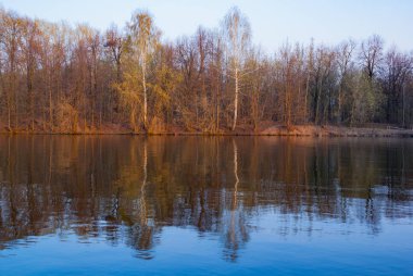 Yeşil alan vahşi ayçiçeği