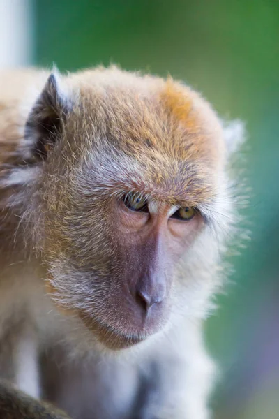 Monkey with a sad face