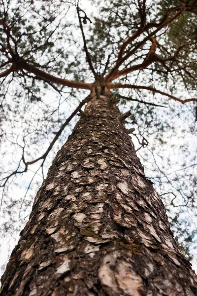 Girassol selvagem em um campo verde Imagem De Stock