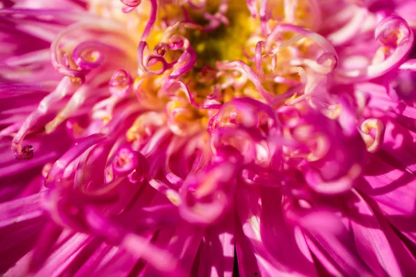 ピンクの花が咲く — ストック写真