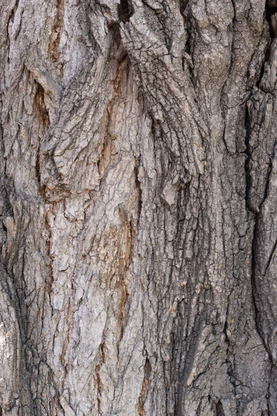 Texture of strong bark of an old tree — Stock Photo, Image