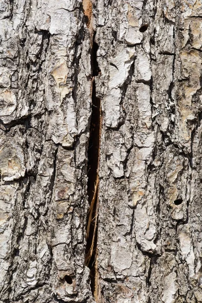 Textura de latido de uma árvore velha com uma fenda — Fotografia de Stock