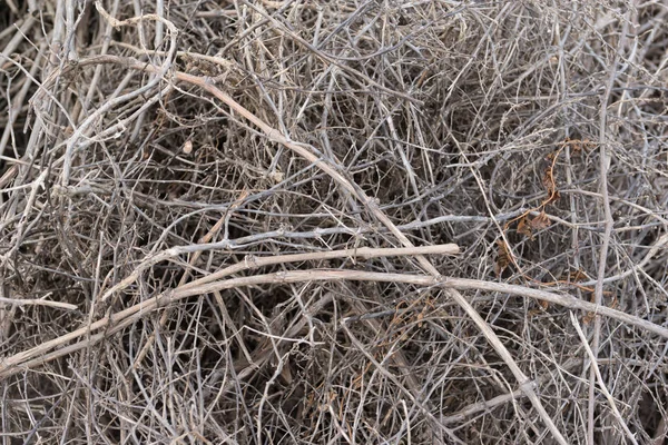 Dried vine closeup on the ground — Stock Photo, Image