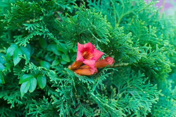 Rode bloem op groene achtergrond — Stockfoto