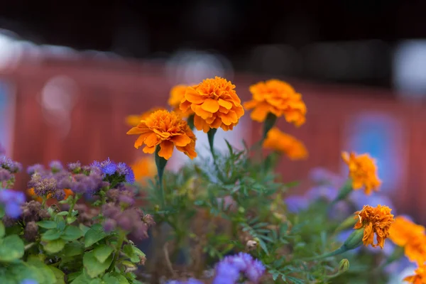 美しいオレンジ色の花 — ストック写真