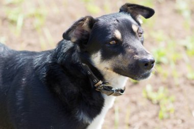 Siyah beyaz noktalar köpekle