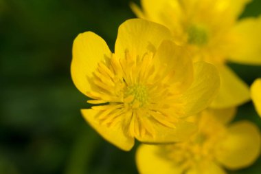 Koyu yeşil renkli güzel sarı çiçek