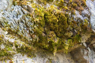 Üzerinde taş closeup moss