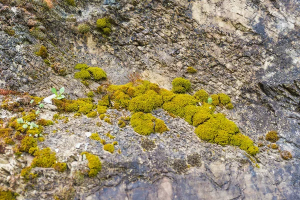 Musgo verde nas pedras — Fotografia de Stock