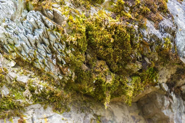 Мосс на каменном крупном плане — стоковое фото