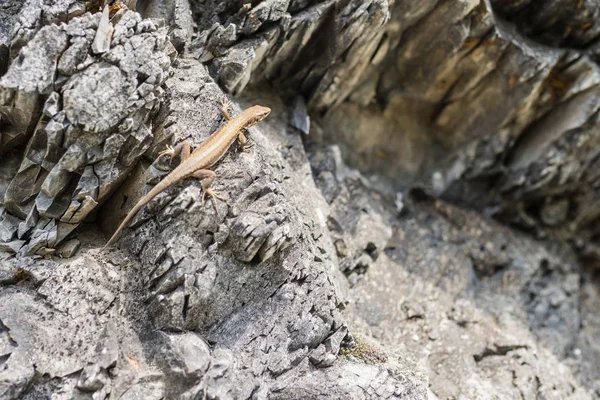 Jaszczurka na skałach — Zdjęcie stockowe