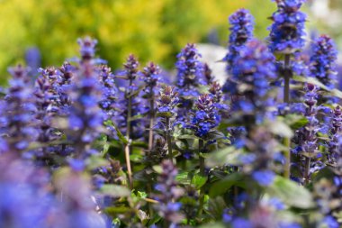 Çim zemin üzerine güzel çiçekler