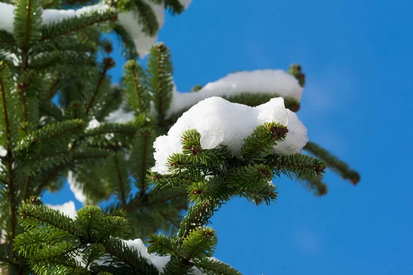 屋外で雪の中のクリスマス ツリー — ストック写真