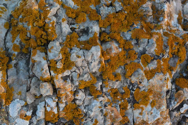 Pedra com musgo vermelho — Fotografia de Stock