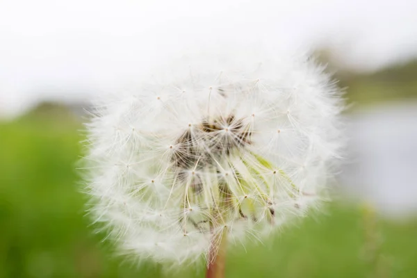 Dandelion on background of nature — Stock Photo, Image