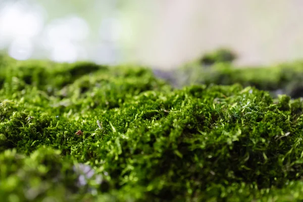 Encerramento do musgo verde — Fotografia de Stock