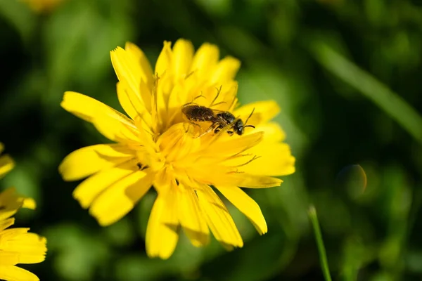 Besouro na flor amarela — Fotografia de Stock