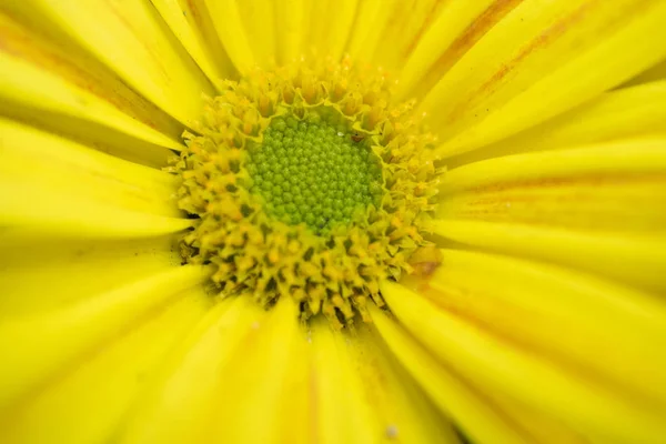 美しい黄色の花が咲く — ストック写真